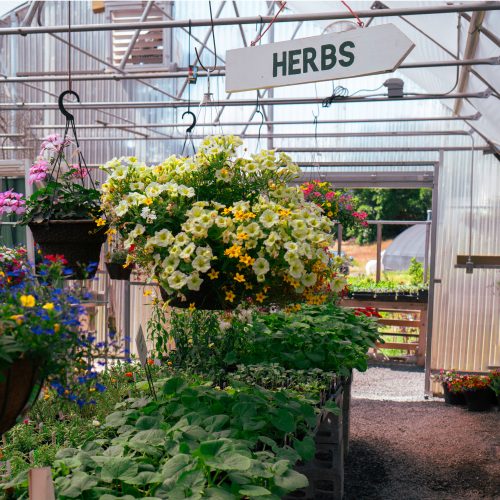 Greenhouse Plants Panorama 3