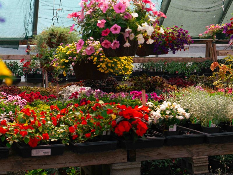 Greenhouse Plants Panorama 4