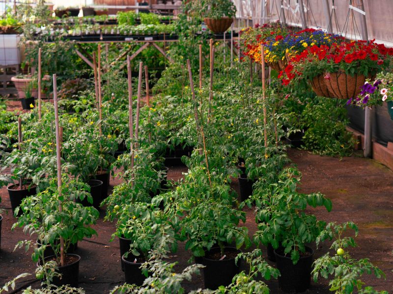 Self Grown Panorama 3