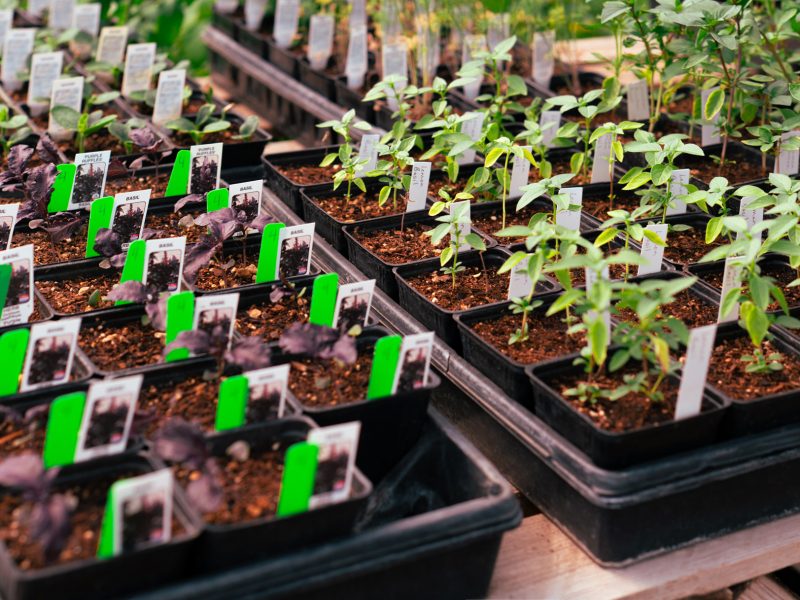 Self Grown Panorama