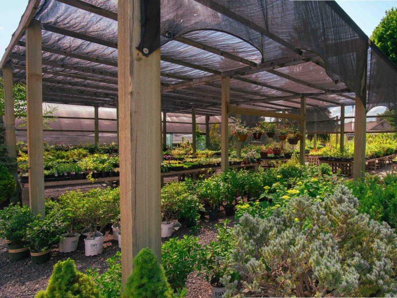 Shaded Plants Panorama 3