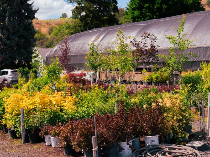 Shrubs & Trees Panorama